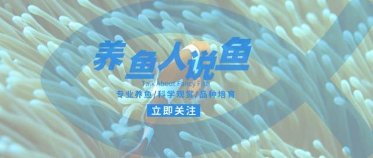 鱼缸不断死鱼「鱼缸不停的死鱼是什么原因如何才能做到不给鱼缸勤换鱼呢」