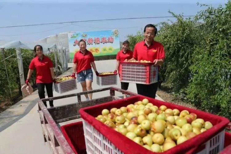 大荔冬枣是什么季节的水果「大荔冬枣闹出了笑话都以为它冬天才成熟其实不是大家想的那样」