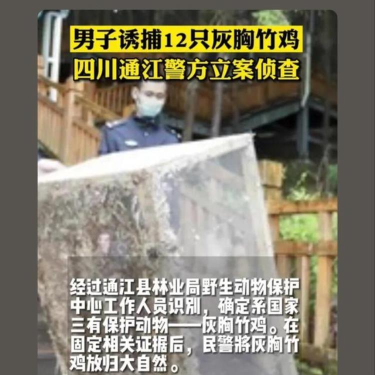 竹鸡是三有保护动物请勿非法捕捉竹鸡可以人工饲养吗