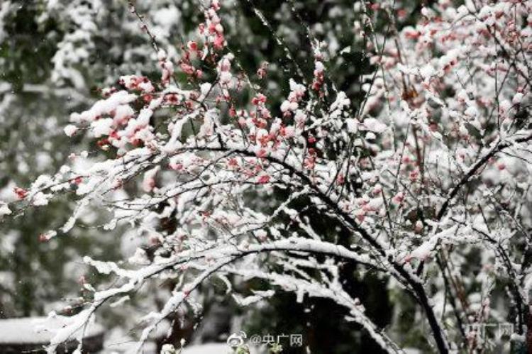 九江的雪景「江西九江现绝美雪景」