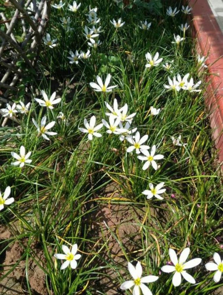 韭菜花插水里会开吗「路边一种韭菜花种盆里太养眼一淋雨就开花」