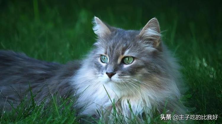 三千的猫种类「300和3000的猫有什么区别带你了解阴影下的宠物繁殖行业」