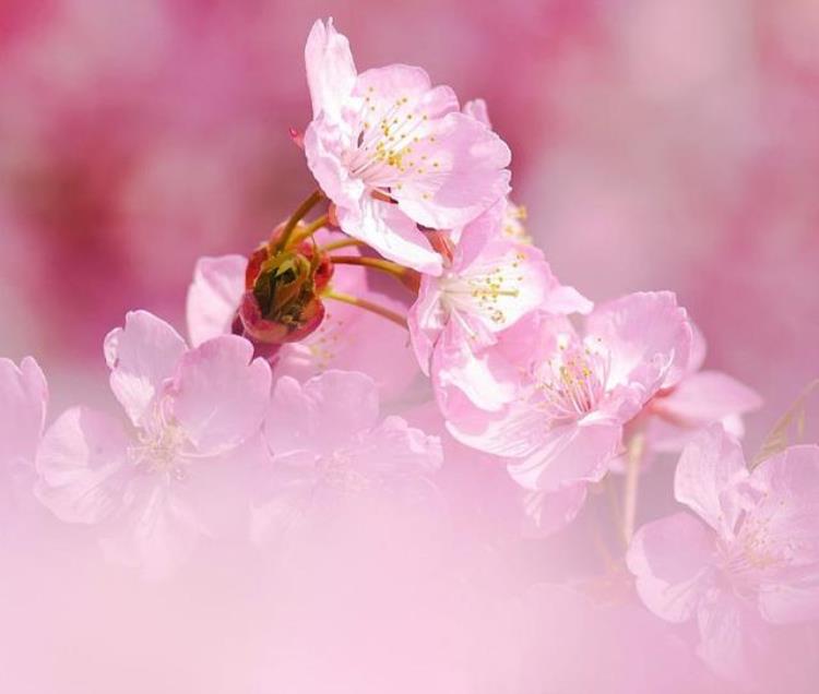 十二月份开桃花吗「12月你有桃花吗塔罗告诉你」