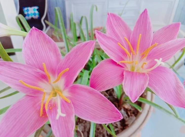 韭菜花插水里会开吗「路边一种韭菜花种盆里太养眼一淋雨就开花」