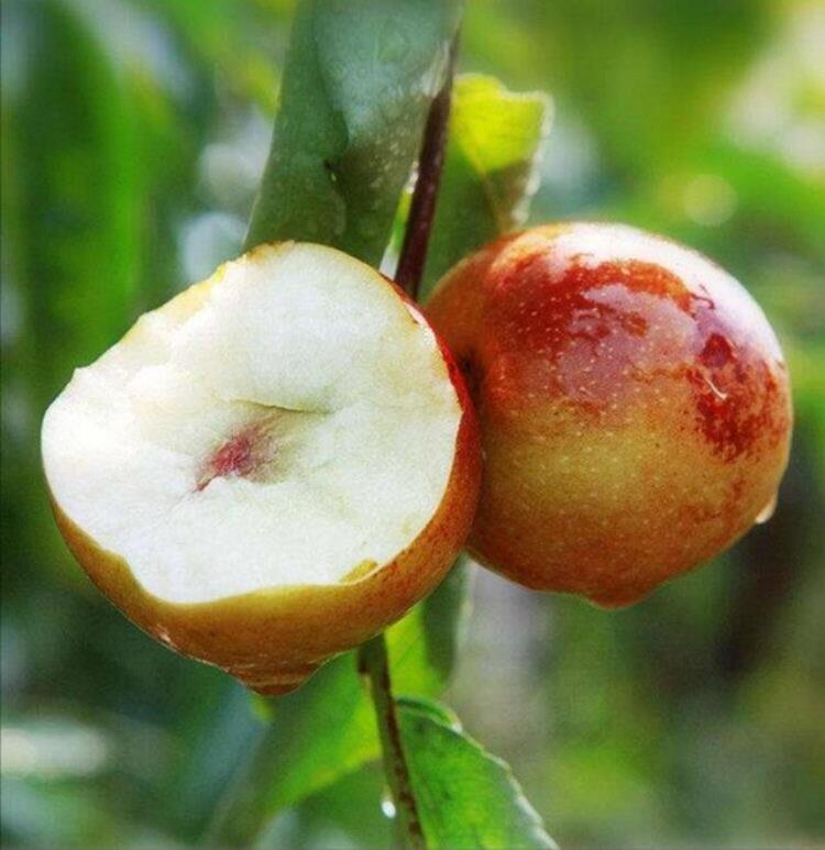 大荔冬枣是什么季节的水果「大荔冬枣闹出了笑话都以为它冬天才成熟其实不是大家想的那样」