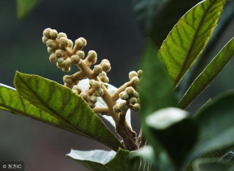 枇杷花期如何管理坐果率高「枇杷的花开得太早和太晚都不好要让枇杷坐果率高需要避免早花」