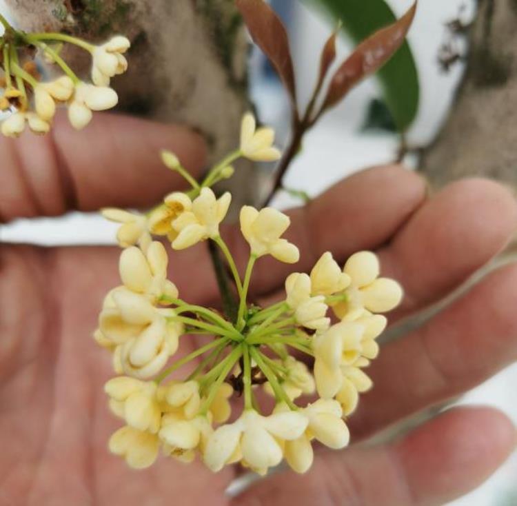 桂花怎么管理开花多「桂花花期来临掌握3个方法20天花期变成2个月」