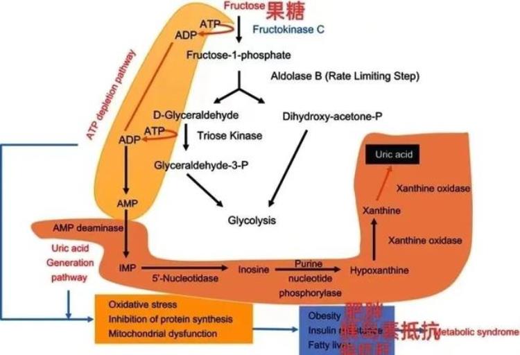 一个月不吃水果会怎样「一个月不吃水果会怎样」