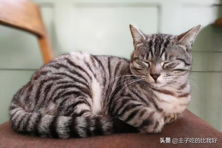 三千的猫种类「300和3000的猫有什么区别带你了解阴影下的宠物繁殖行业」