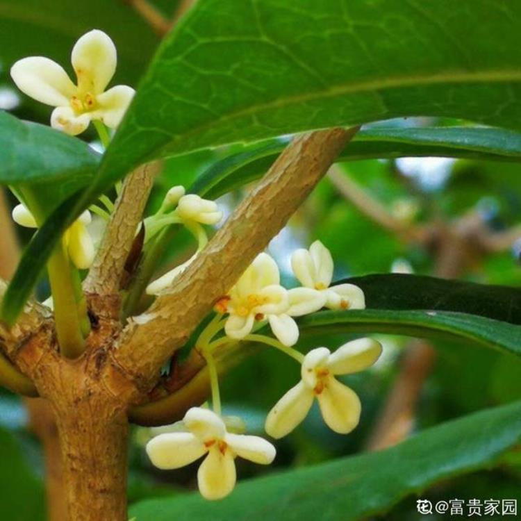 桂花怎么管理开花多「桂花花期来临掌握3个方法20天花期变成2个月」