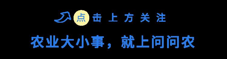 提前防治果实蝇减少着色期落果损失的措施「提前防治果实蝇减少着色期落果损失」