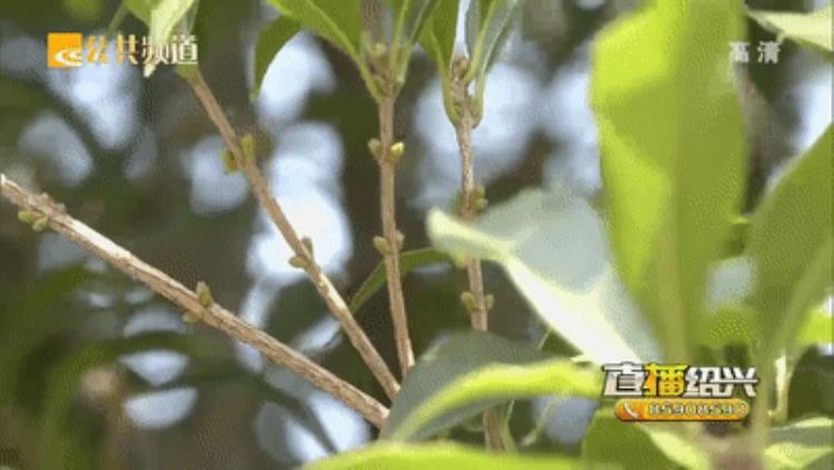 为什今年桂花还没开「往年此时已香满绍兴街头的桂花今年为啥还没开」