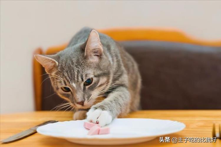 三千的猫种类「300和3000的猫有什么区别带你了解阴影下的宠物繁殖行业」