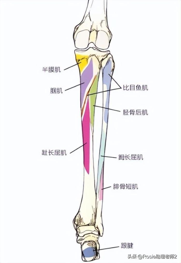 张元英 腿「张元英逆天美腿变腿神O型腿如何变笔直4步轻松改善」