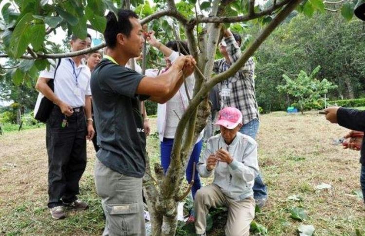 果树嫁接要领与注意事项「想成为果树嫁接高手一定要注意这些东西细节非常重要」