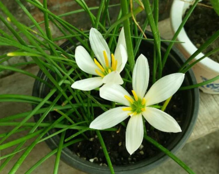 韭菜花插水里会开吗「路边一种韭菜花种盆里太养眼一淋雨就开花」