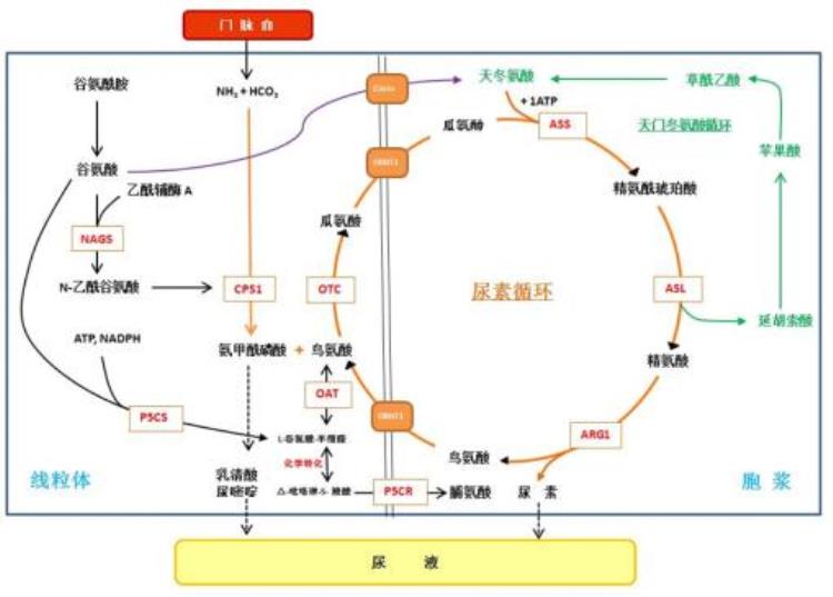 男孩,3岁,全身水肿3天「3岁男孩身面浮肿1个月这种病因一辈子只能见一次下」