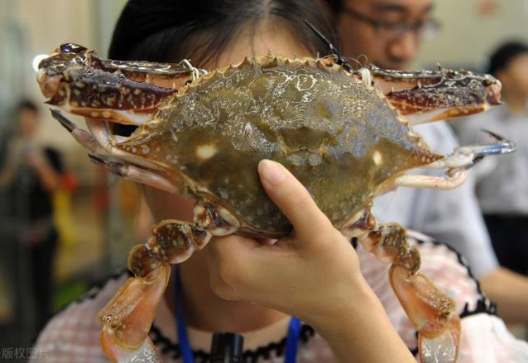 牛蛙涨价太厉害「海鲜价格大涨30淡水鱼也在大涨牛蛙一斤赚10元咋回事」