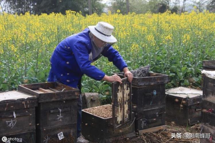 处女王分蜂法「处女王为什么分蜂原来是养蜂人做错了2件事以后别再犯了」