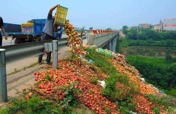 为什么水果烂在地里农民也不便宜卖「为什么水果烂在地里农民也不便宜卖」