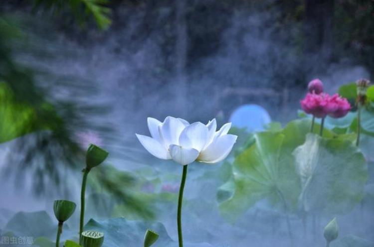 七月蜂八月蛇九月黄鳝惹不得是什么意思「俗话说七月蜂八月蛇九月黄鳝惹不得何解为何惹不得」