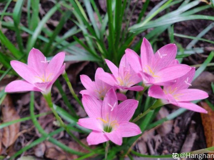 韭菜花插水里会开吗「路边一种韭菜花种盆里太养眼一淋雨就开花」