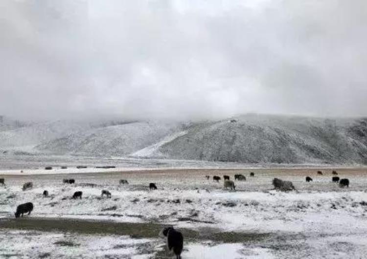 新疆又下大雪了「内地人都热哭了新疆9月竟然在下大雪还惊动了央视」