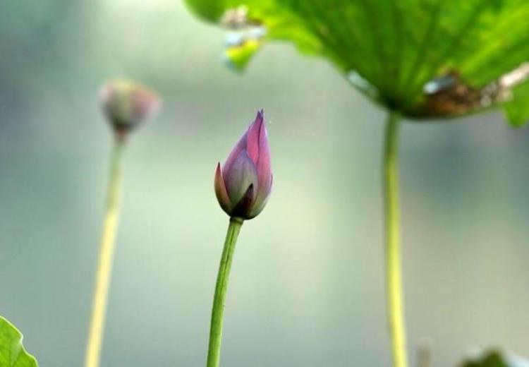 杭州市看油菜花的地方「惊呆11月了杭州还能看到荷花和大片油菜花海都在哪」