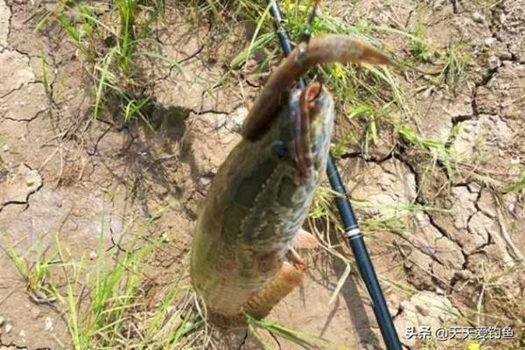 手竿怎么钓黑鱼用什么饵「夏季手竿钓黑鱼技巧民间野路子钓法简单好用」