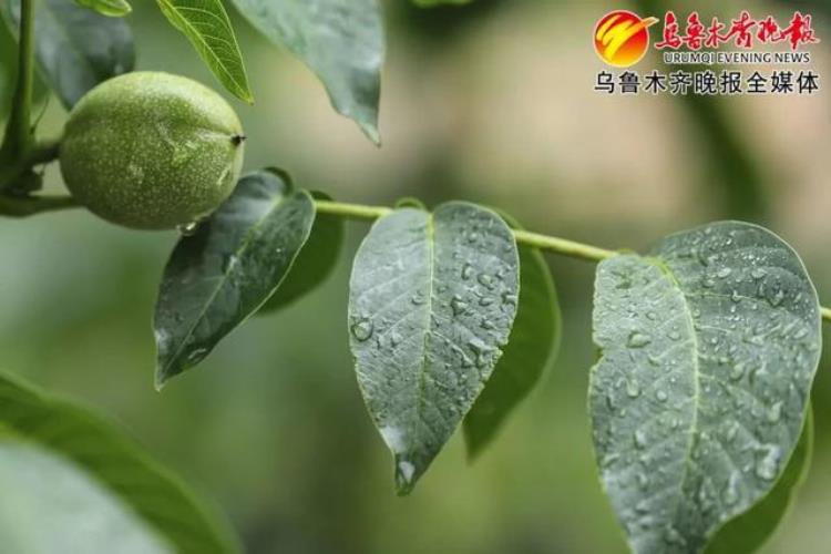 今年乌鲁木齐夏天热不热「俗话说夏至有雨三伏热今年乌鲁木齐会很热我们拭目以待」