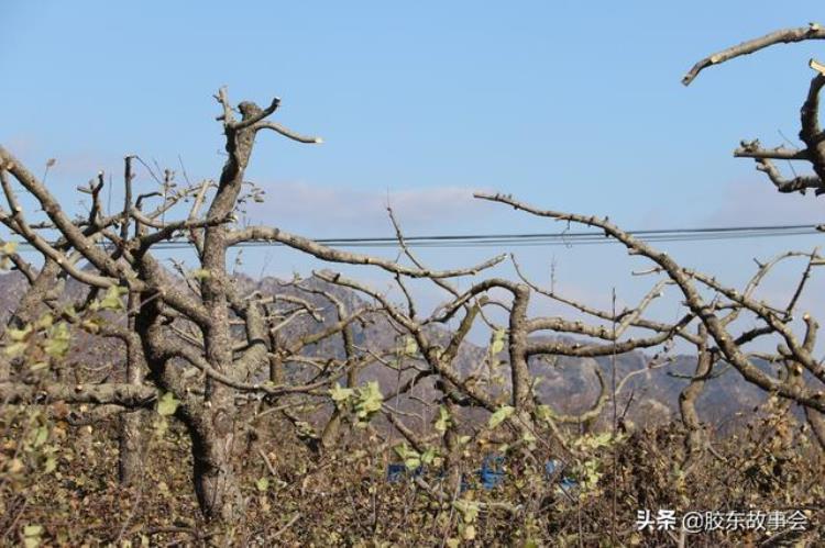 果木收购价格「栖霞农村冬季常能看到收购果木的摊位今年行情1吨280元左右」