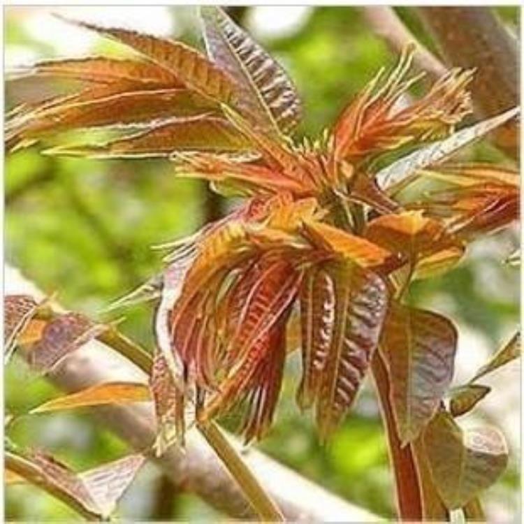 什么时候种植香椿树「把握好季节种植香椿树」