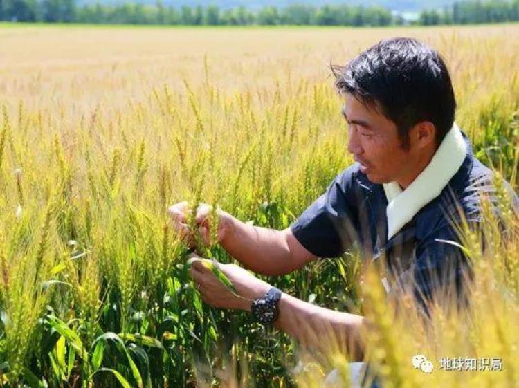 日本的粮食「日本粮食靠东北了」