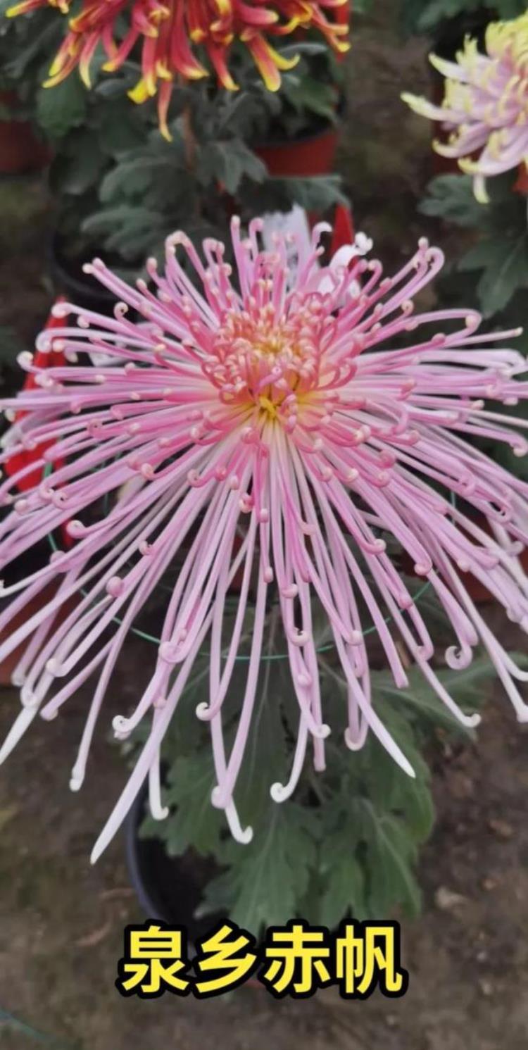 如何将菊花花期延迟「如何延长菊花花期选对时机很重要」