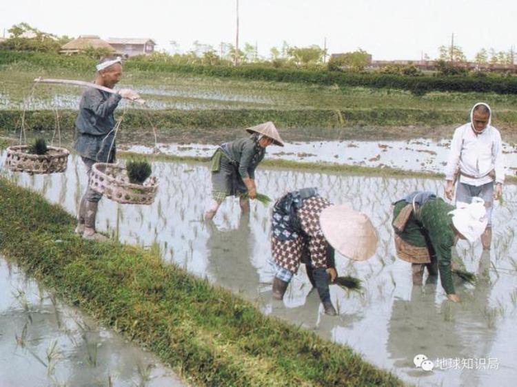 日本的粮食「日本粮食靠东北了」