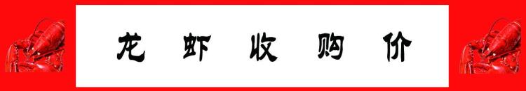 今日5月11日龙虾批发价格「10月7龙虾产区和市场发货价含收购价」