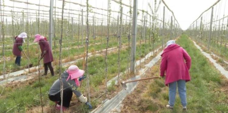 庆阳市宁县苹果「庆阳宁县苹果开出致富花」