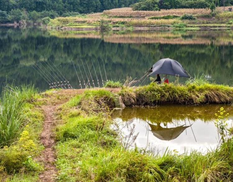 钓草鱼的黄金时间「记住这几点别错过钓草鱼的最后黄金期」