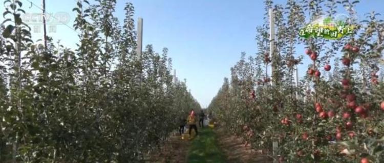 庆阳苹果产量「甘肃庆阳苹果年产值达70亿元带动约10万果农增收致富」