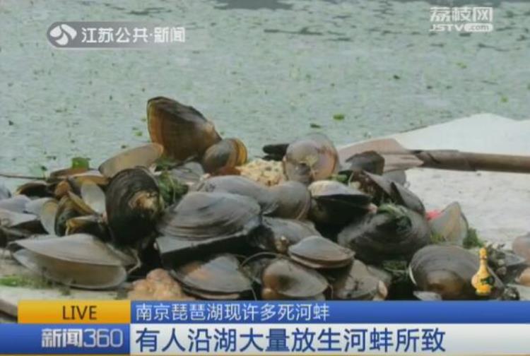 南京琵琶湖传说「南京琵琶湖现许多死河蚌有人沿湖大量放生所致」