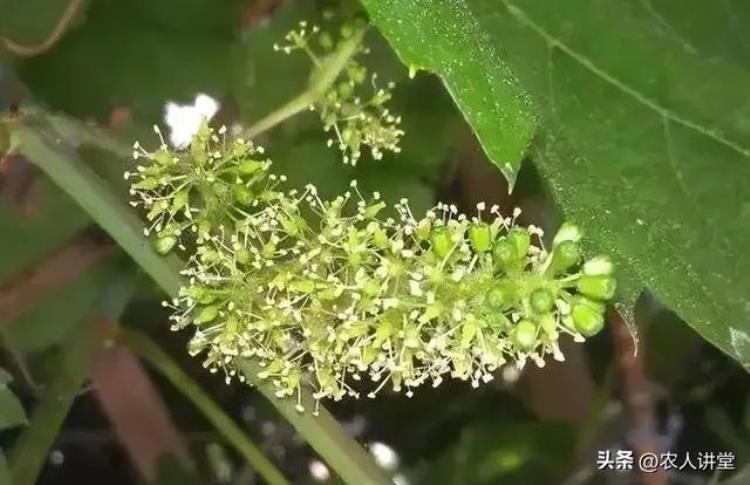 葡萄开花期注意事项「注意葡萄开花至膨大期这12大管理要点你知道吗收藏起来备用」