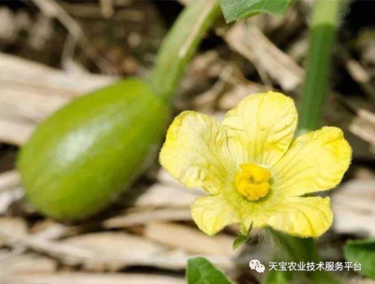 西瓜雄花无粉什么原因怎么办「盘点西瓜雄花无粉的五大原因看看你中了哪条」