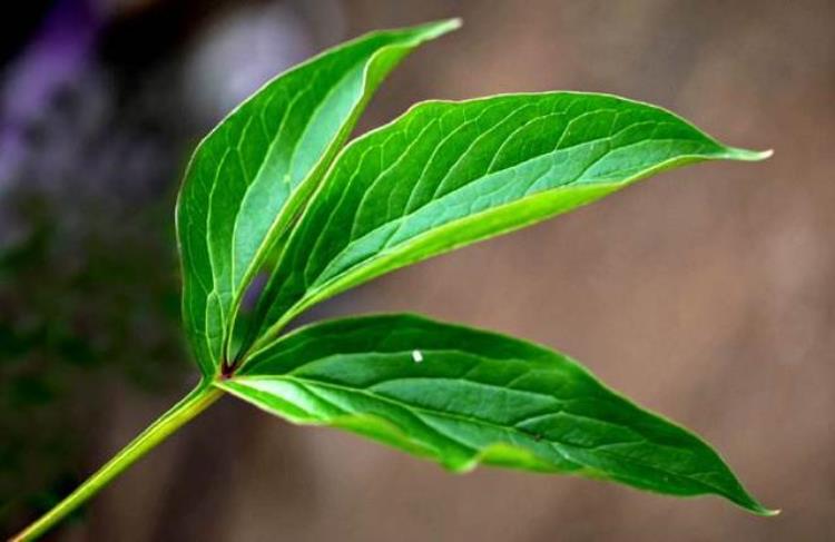 夏季牡丹花叶子发枯「夏天牡丹花叶子打卷第三种情况比较危险会导致整株枯死」