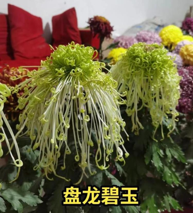 如何将菊花花期延迟「如何延长菊花花期选对时机很重要」