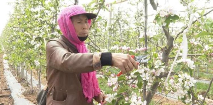 庆阳市宁县苹果「庆阳宁县苹果开出致富花」