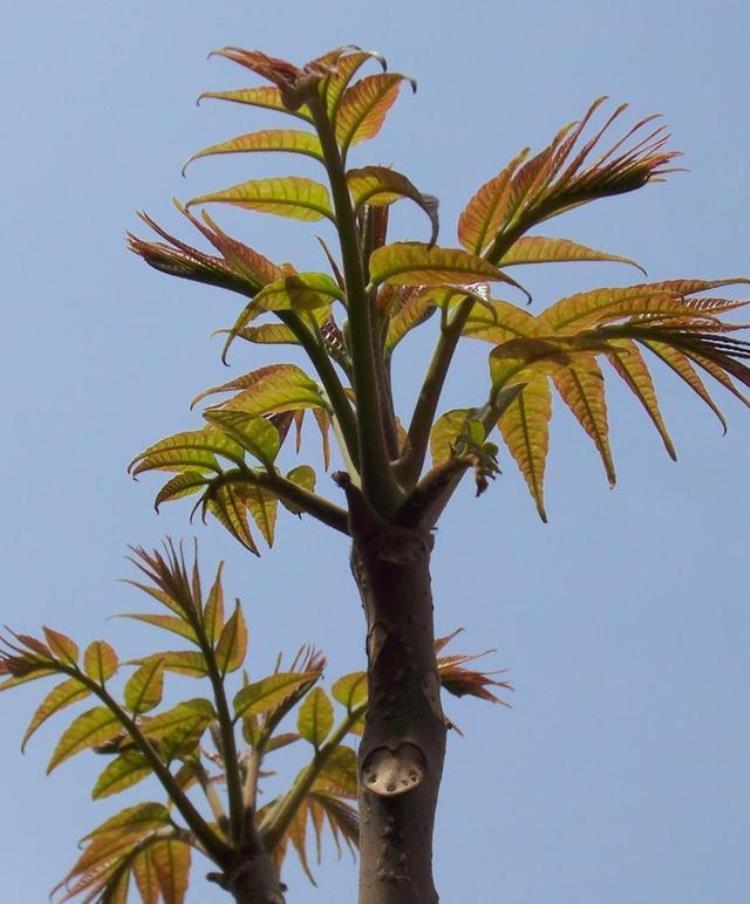 什么时候种植香椿树「把握好季节种植香椿树」