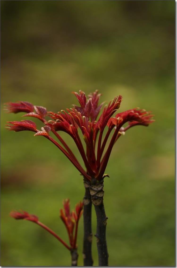 什么时候种植香椿树「把握好季节种植香椿树」