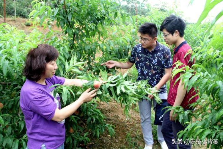 桃树缩叶病怎样防治「春季桃树新叶皱缩卷曲又发红这是果树缩叶病果农如何防治」