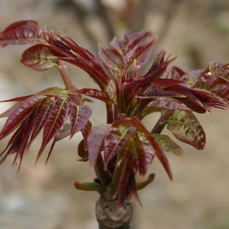 什么时候种植香椿树「把握好季节种植香椿树」