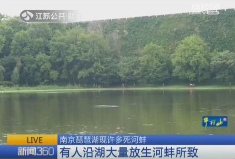 南京琵琶湖传说「南京琵琶湖现许多死河蚌有人沿湖大量放生所致」